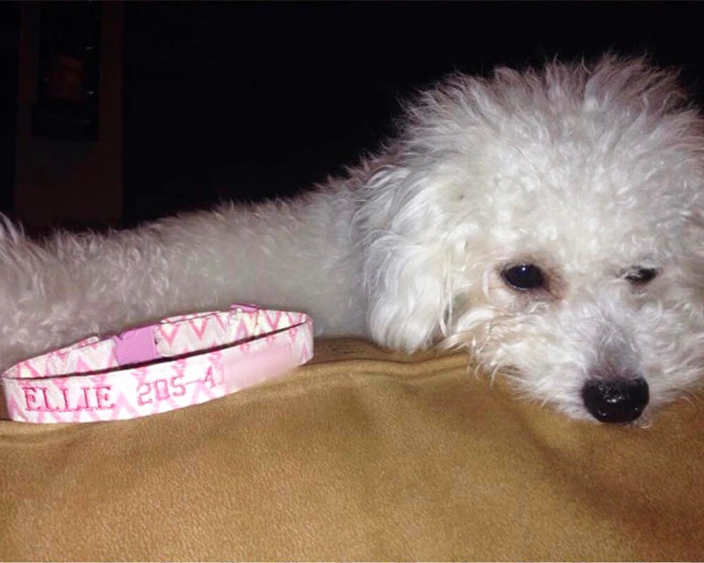 Machine embroidery projects for a dog: a personalized dog collar